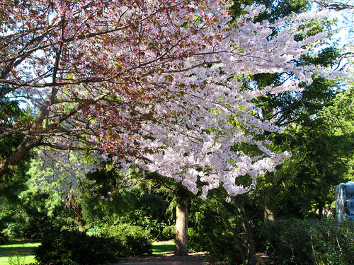 A blooming cherry tree at the Farmingdale Teaching Gardens