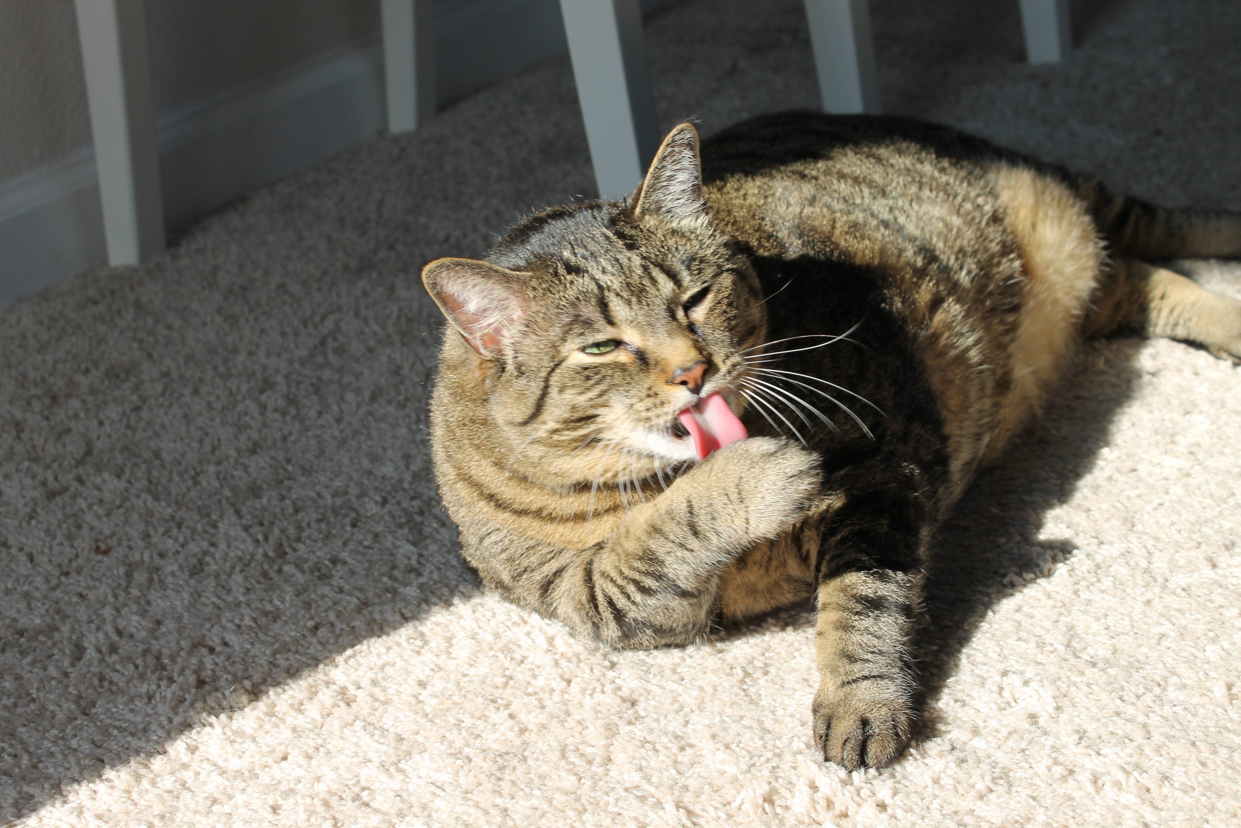 Saying Goodbye to My Furry Companion of 14 Years
