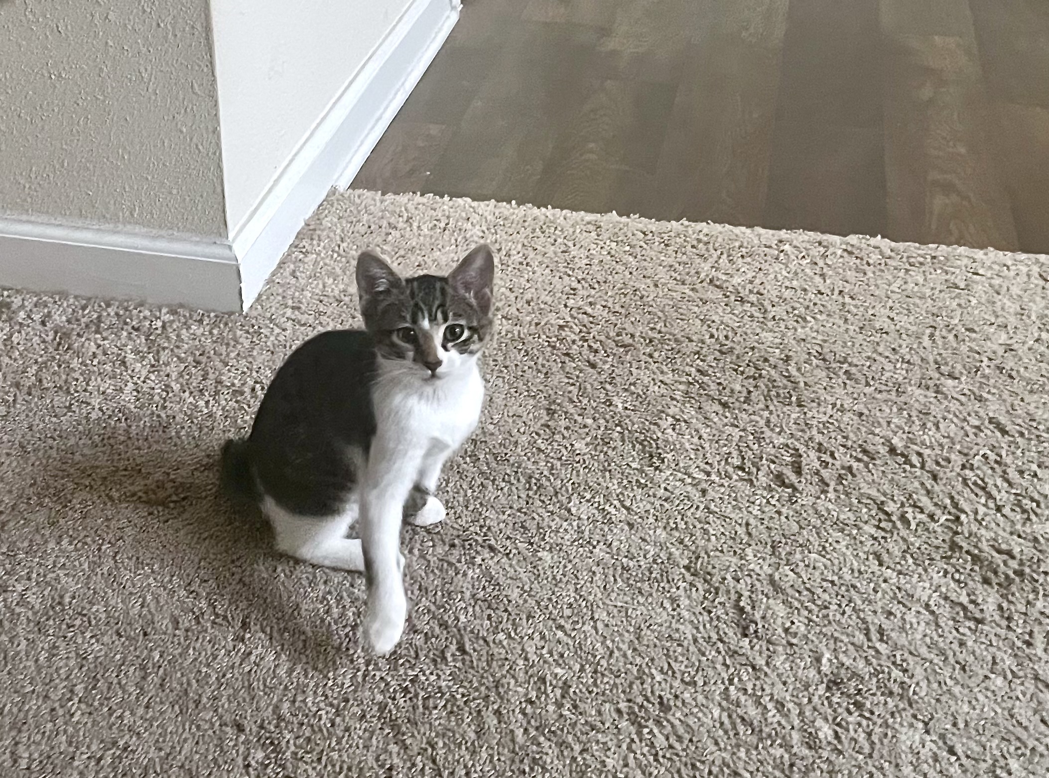 Nine Months to a New Feline Friend