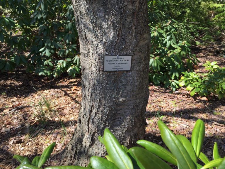 Cherry Blossom watching on Long Island at SUNY Farmingdale