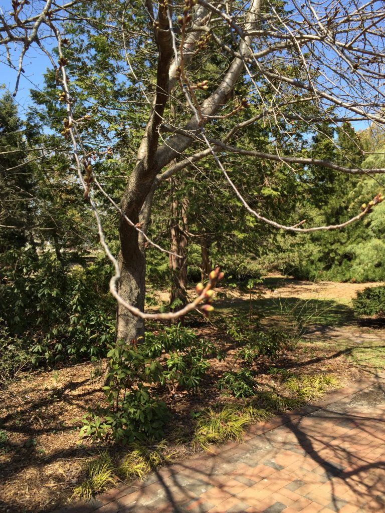 Cherry tree branches beginning to bud at the Farmingdale Teaching Gardens
