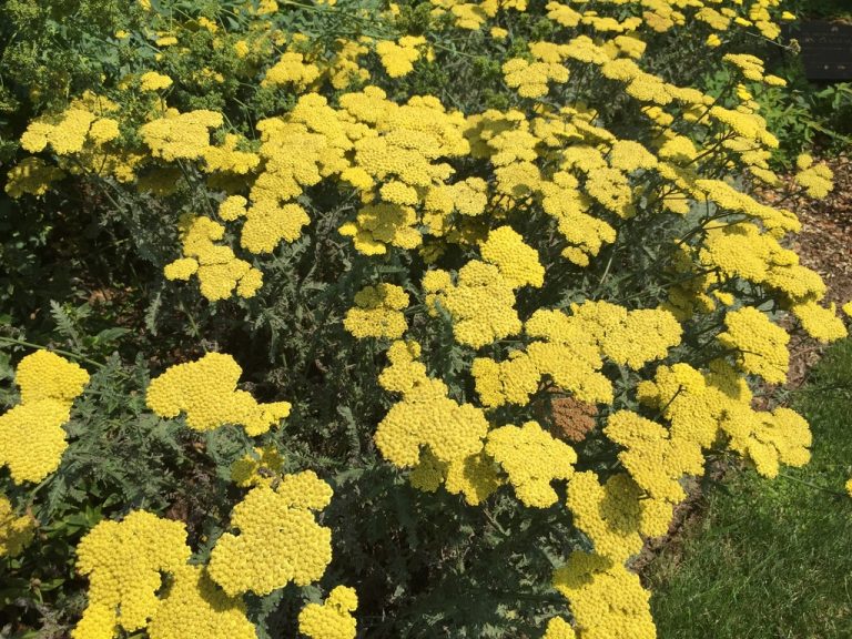 Golden yarrow in full bloom, Farmingdale Teaching Gardens