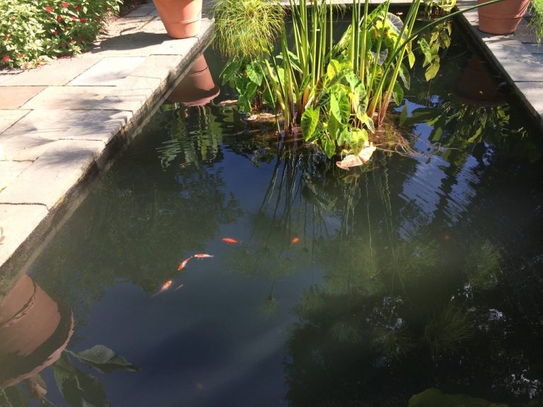 Koi fish in the tropical garden canal, Farmingdale Teaching Gardens