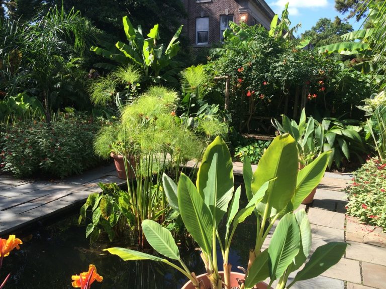 Egyptian papyrus and cannas at the tropical garden canal, Farmingdale Teaching Gardens