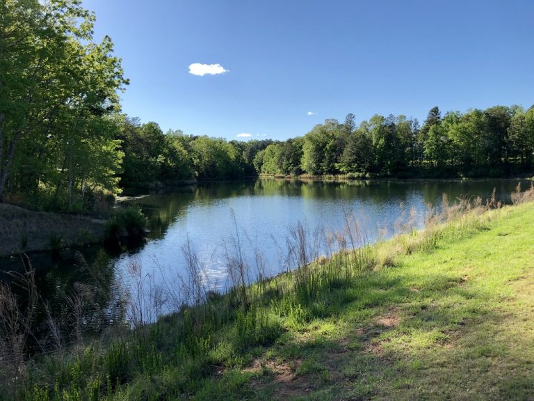 A sunlit summer afternoon along the wooded shore of Lake Wylie.