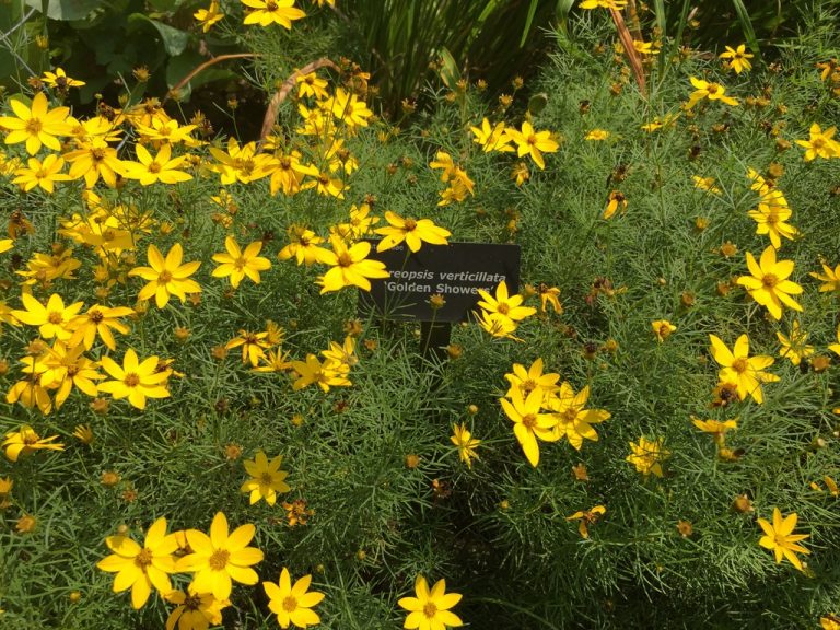 Coreopsis verticillata 'Golden Showers', Farmingdale Teaching Gardens