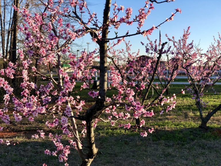 The first real sign of spring — a cherry blossom tree bursting into pink against an early March sky.