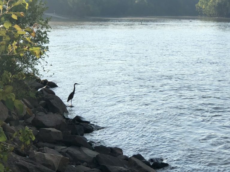 A great blue heron keeps watch from the rocks along the Catawba.
