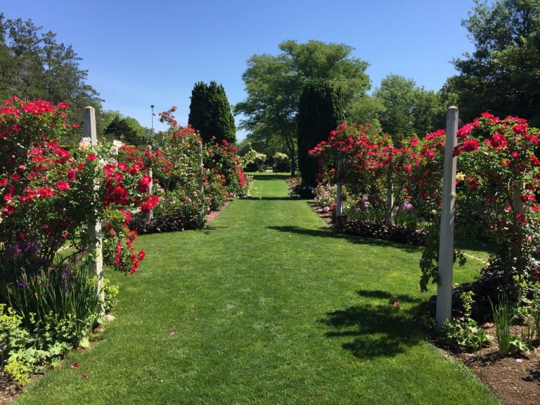 Red climbing roses along the rose garden allee, Farmingdale Teaching Gardens