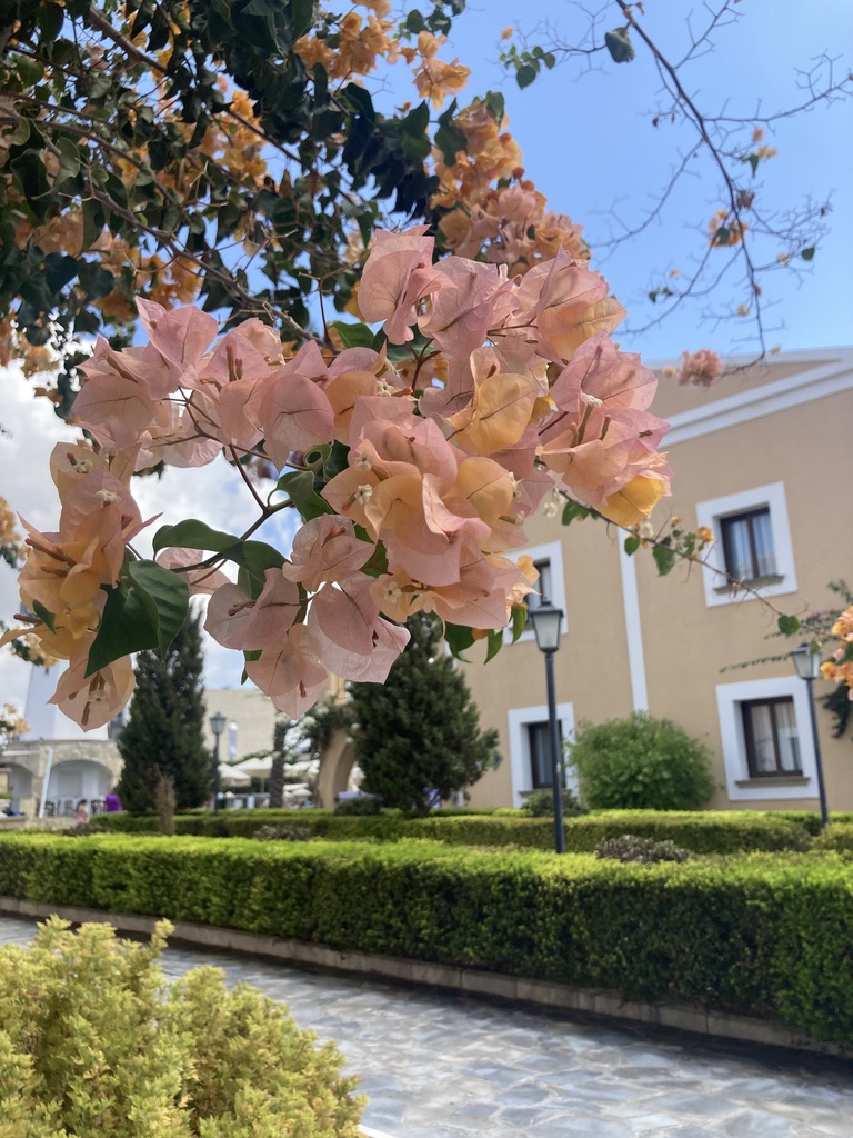 Bougainvillea in soft afternoon light
