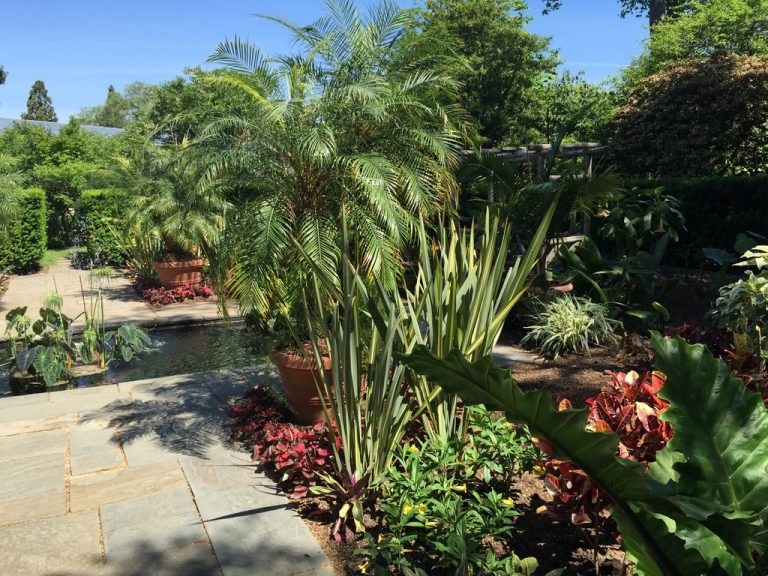 Crotons, palms, and elephant ears in the tropical garden border