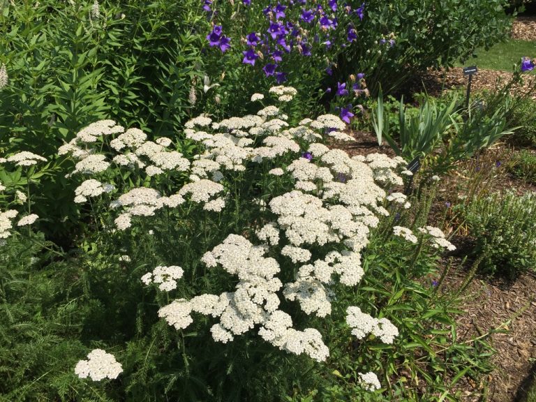 White yarrow and purple balloon flowers in the perennial border