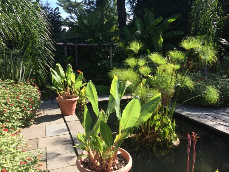 Terracotta pots and papyrus beside the tropical garden canal