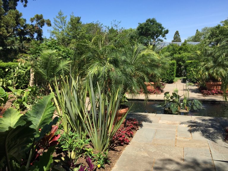 Palms and variegated grass along the tropical garden canal