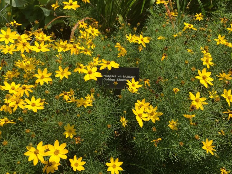 Coreopsis verticillata 'Golden Showers' in midsummer