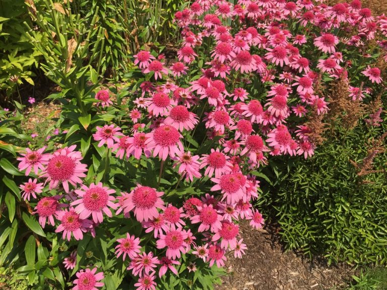 Mass planting of pink coneflowers in midsummer