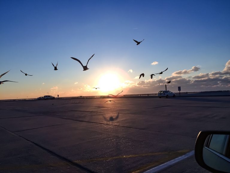 Gulls take flight over the beach parking field at sundown.