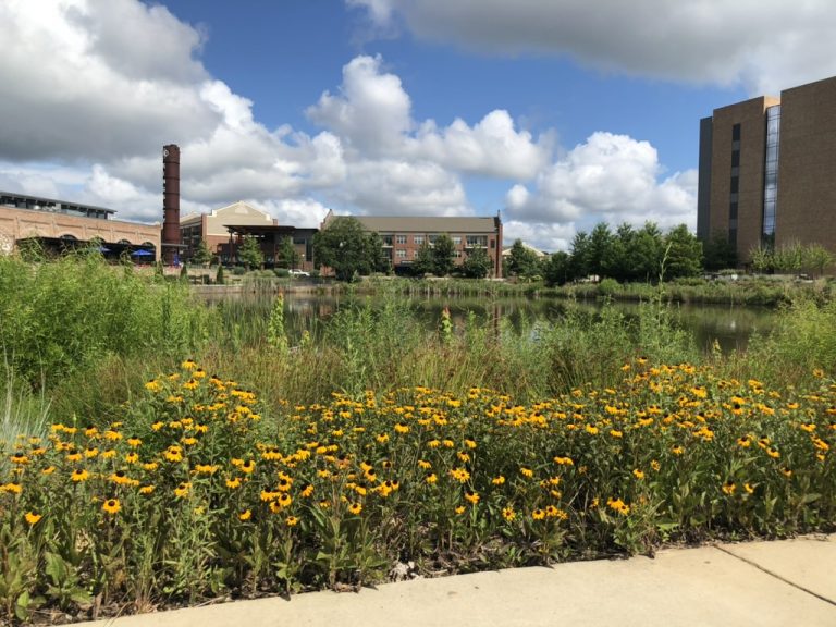 Black-eyed Susans bloom beside a pond in the late summer sun.