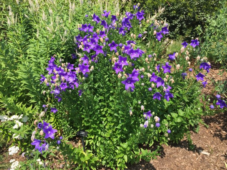 Platycodon grandiflorus in full bloom, Farmingdale Teaching Gardens