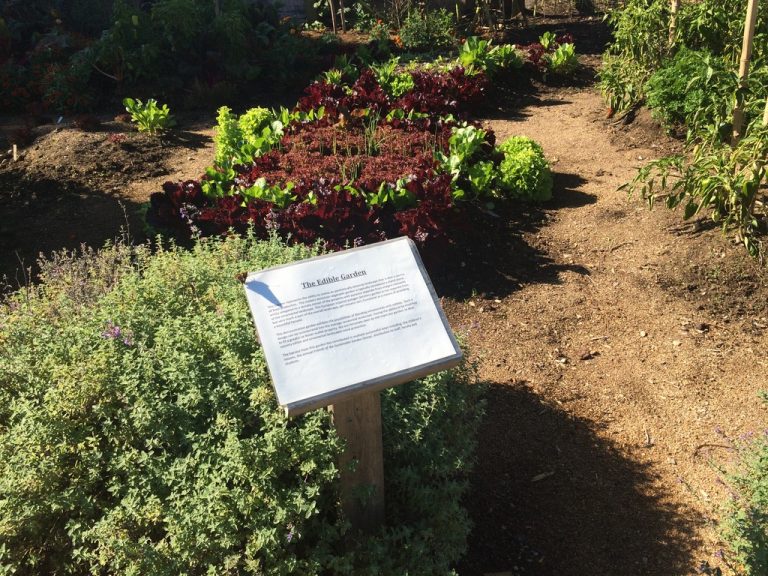 The Edible Garden sign and vegetable beds, Farmingdale Teaching Gardens