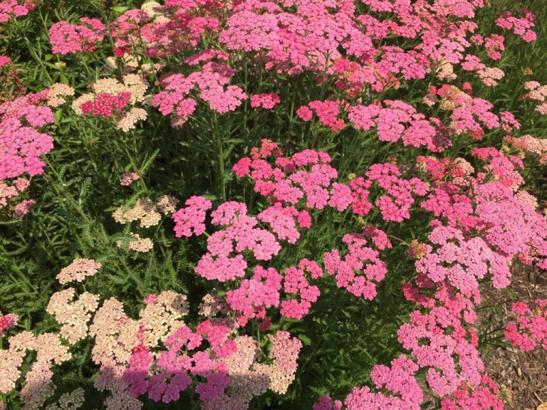 Pink and cream yarrow in the perennial border, Farmingdale Teaching Gardens