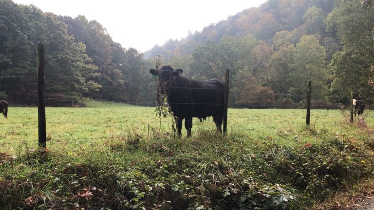 A Black Angus meets the camera in the mountain fog — West Virginia, October 3, 2021.