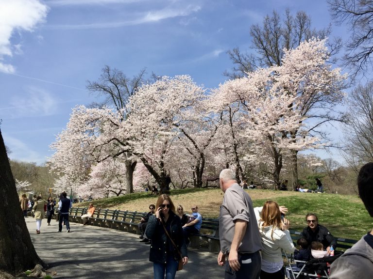 Cherry blossoms in full bloom in NYC's Central Park