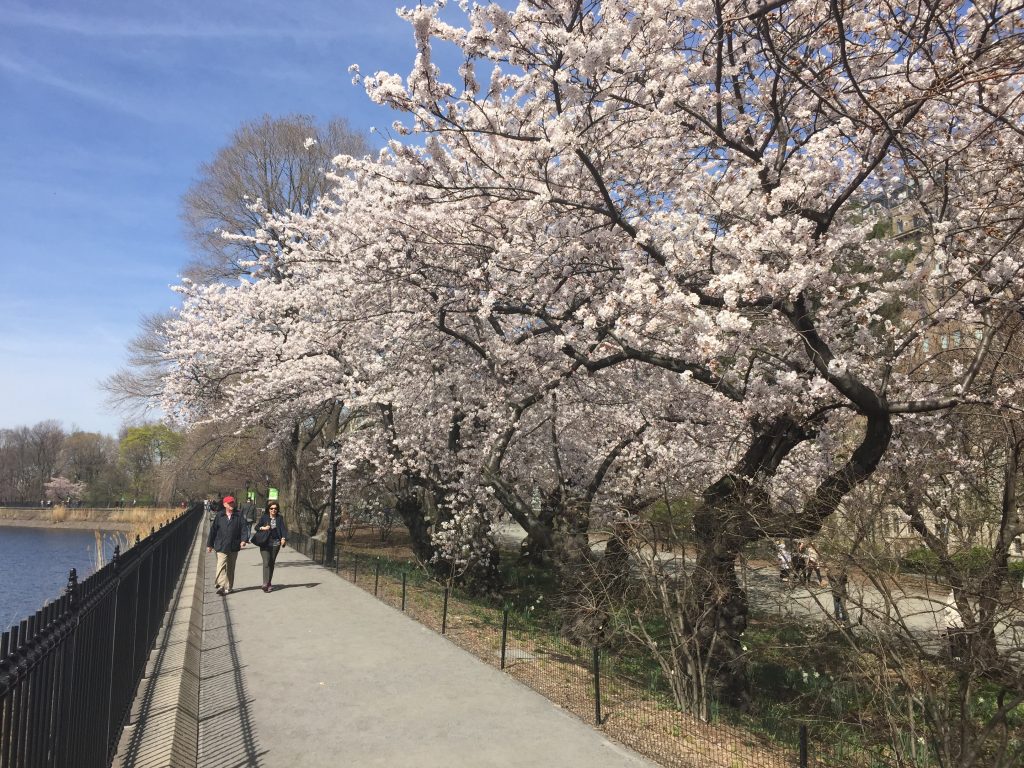 Central Park Spring