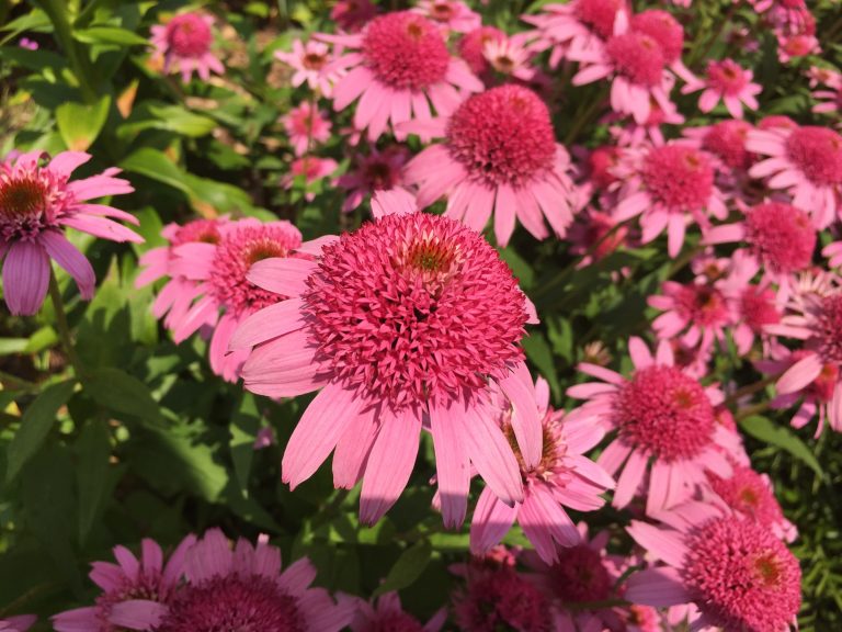 Echinacea purpurea in close-up, Farmingdale Teaching Gardens