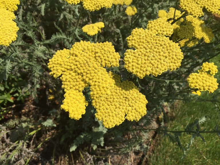 Close-up of golden yarrow flower heads, Farmingdale Teaching Gardens