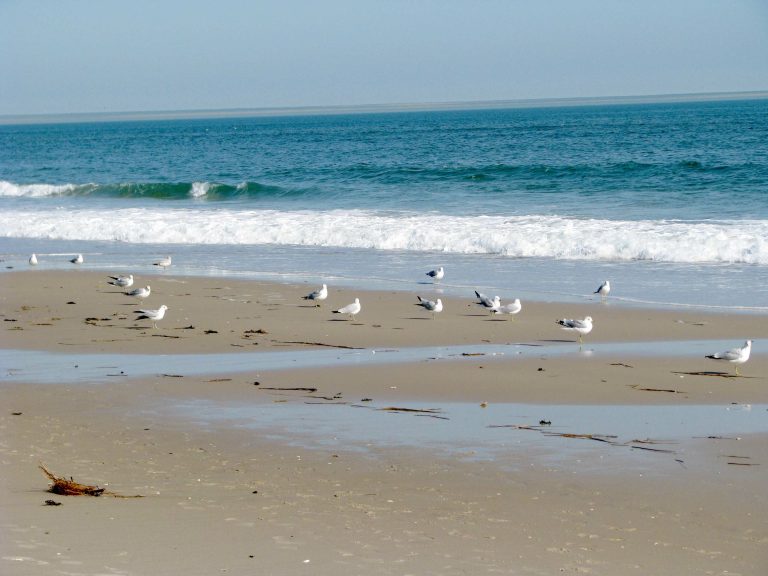 Seagulls gathered at the tideline at Jones Beach.