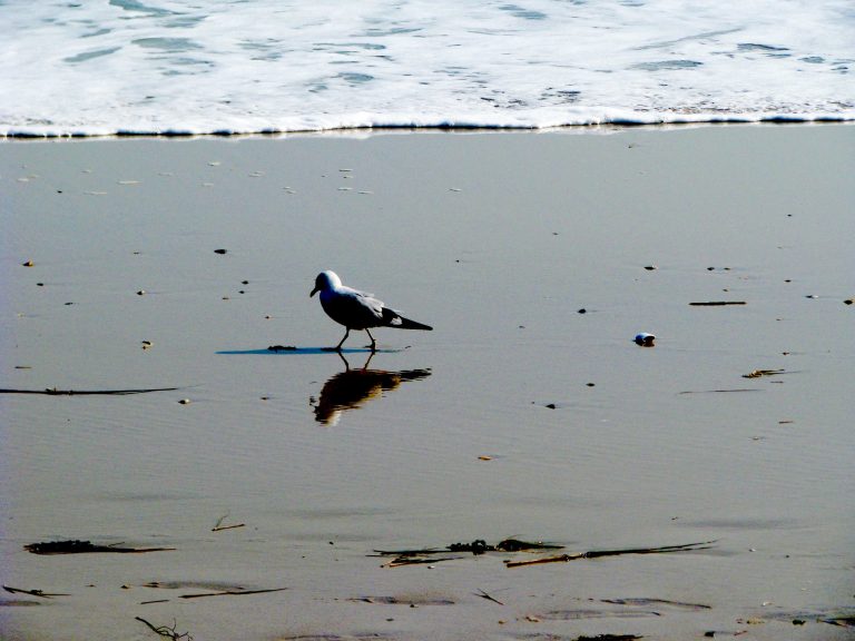 A solitary gull mirrored on the wet sand at Jones Beach.