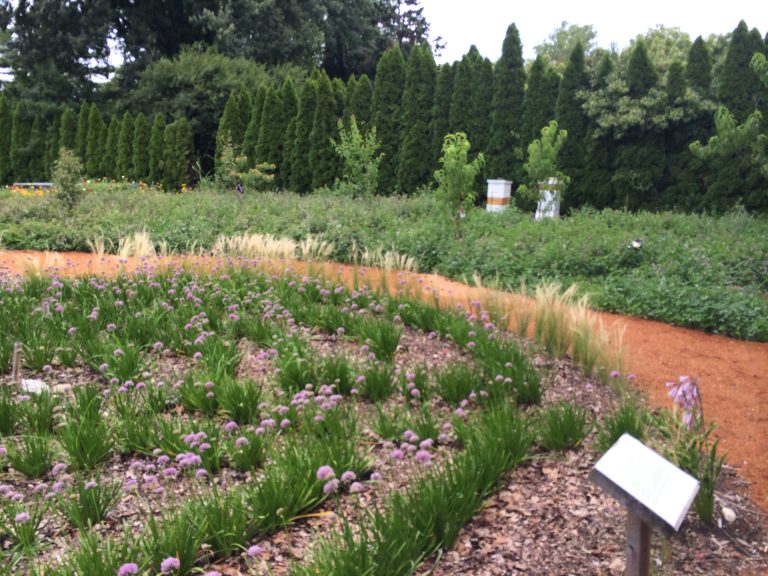 Herb garden at the Farmingdale Teaching Gardens