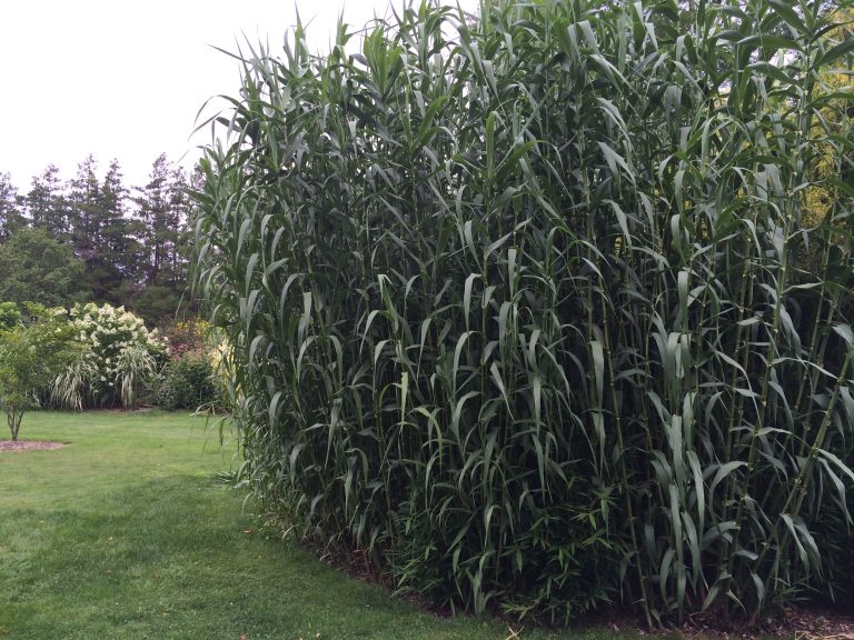 Arundo donax at the Farmingdale Teaching Gardens