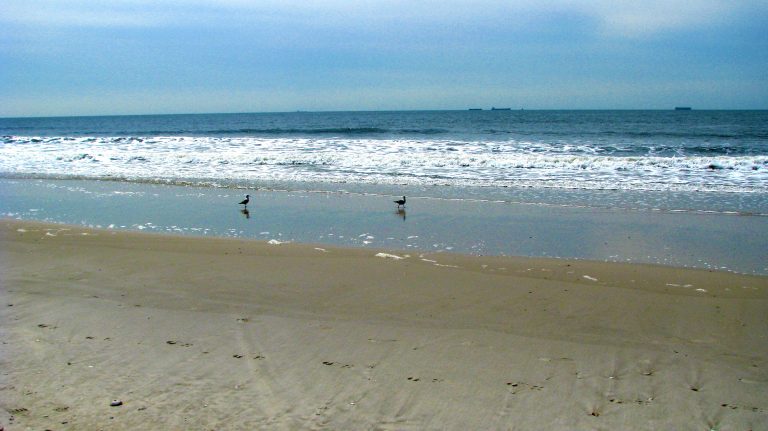 Two gulls at the tideline as ships drift on the horizon.