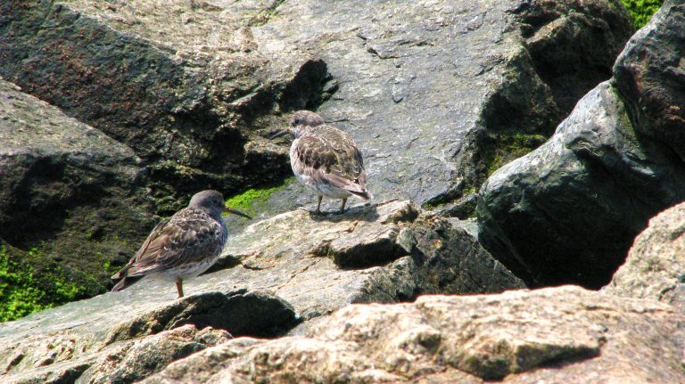 A pair of shorebirds rest on the jetty rocks.