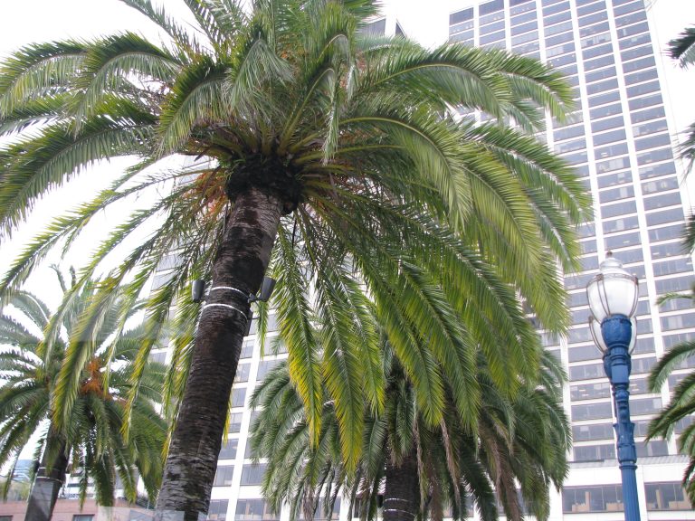 San Francisco, 2008