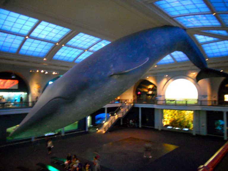 The life-size blue whale model soars above visitors in the Hall of Ocean Life at the American Museum of Natural History in New York City.