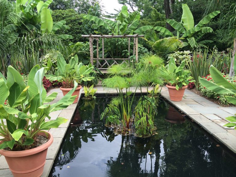 The tropical garden at Farmingdale Teaching Gardens