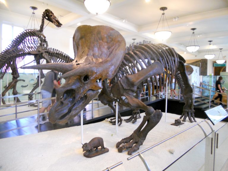 The iconic Triceratops skeleton at the American Museum of Natural History, one of NYC's most beloved prehistoric exhibits.