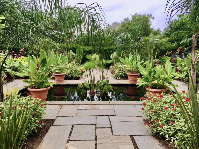 Banana plants and papyrus at the reflecting pool